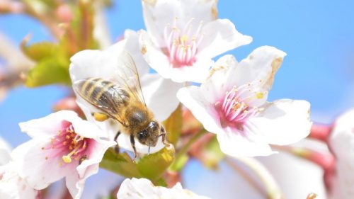 דבורה על פרח